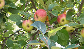 Obstbaumschnitt, Foto: Kloster Chorin, Lizenz: Kloster Chorin