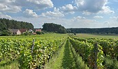Weinberg Grano, Foto: Gernoth Apitz, Lizenz: Gernoth Apitz