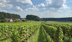 Weinbergführung Grano