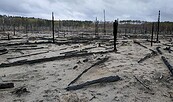 Brandfläche in Jüterbog, Foto: Ronja Grothe, Lizenz: Landschafts-Förderverein Nuthe-Nieplitz-Niederung e.V.