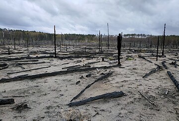 Kino und Filmgespräch: Waldbrand - der Film