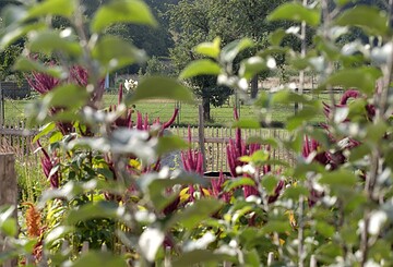 Obstbaum Schnittseminar