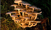 Pilzsafari 2022, Foto: Fotoklub Strausberg, Lizenz: Fotoklub Strausberg