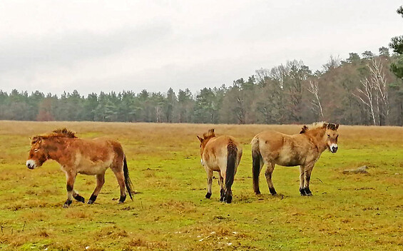 SonntagsTouren in die Schorfheide - Zu den wilden Pferden im "lieben Tal"