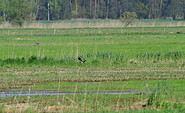 Wiesenbrüter, Foto: Peter Koch, Lizenz: Landschafts-Förderverein Nuthe-Nieplitz-Niederung e.V.