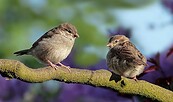 sparrows-3434123_1280, Foto: Christiane, Lizenz: Christiane/Pixabay