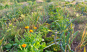 Permakultur im Garten, Foto: unbekannt, Lizenz: unbekannt