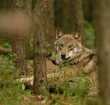 "Lange offene Wolfsnacht" im Wildpark Schorfheide
