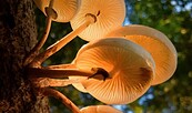 Baumpilz, Foto: Ökofilmtour, Lizenz: Ökofilmtour