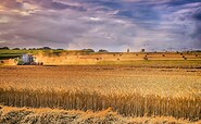 Foto: Tom, Lizenz: pixabay