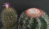 Neoporteria villosa und Melocactus, Foto: Harald Koeppen, Lizenz: Harald Koeppen