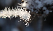 Frost, Foto: Pauline Kaiser, Lizenz: Tourismusverband Dahme-Seenland e.V.