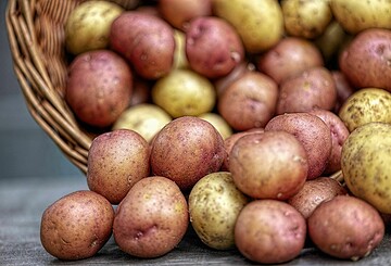 Pflanzkartoffelmarkt und Tauschbörse