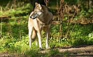 Wolf, Foto: Steffen Bohl, Lizenz: Steffen Bohl