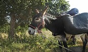 Auf der Eselwanderung, Foto: Jan Prowaznik, Lizenz: Jan Prowaznik