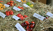 Tomatensorten, Foto: Bansen/ Wittig, Lizenz: Bansen/ Wittig