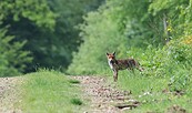 Fuchs, Foto: nathalieburblis, pixabay, Lizenz: nathalieburblis, pixabay