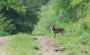 Fuchs, Foto: nathalieburblis, pixabay, Lizenz: nathalieburblis, pixabay