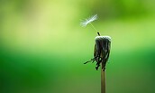 Pusteblume - Makro, Foto: pixabay, Lizenz: pixabay