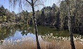 Frühling am Karpfenteich, Foto: Ute Bernhardt, Lizenz: Ute Bernhardt