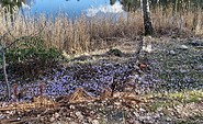 Wilde Krokusse am Karpfenteich, Foto: Ute Bernhardt, Lizenz: Ute Bernhardt