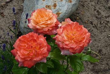 57. Rosenfest in Eichwalde