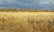 SUmpf, Foto: Bernd Müller, Lizenz: NaturFreunde Oberbarnim e.V.