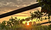 Sommernacht der Weine, Foto: Weinbau Dr. Lindicke, Lizenz: Weinbau Dr. Lindicke