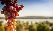 Wein auf dem Weinberg, Foto: B. Stelley, Lizenz: B. Stelley