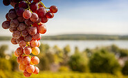 Wein auf dem Weinberg, Foto: B. Stelley, Lizenz: B. Stelley