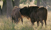 unsere Wälder, Foto: nautilusfilm, Lizenz: nautilusfilm