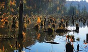 Herbstwald um die Lieper Posse, Foto: C. Böker, Lizenz: NaturSchutzFonds Brandenburg