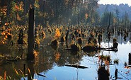 Herbstwald um die Lieper Posse, Foto: C. Böker, Lizenz: NaturSchutzFonds Brandenburg