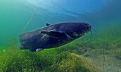 Fluss Leben, Foto: Capricornum Film – Marcell Nikolausz, Lizenz: Capricornum Film – Marcell Nikolausz