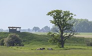 Deichrückverlegung, Foto: Dieter Damschen, Lizenz: Burg Lenzen