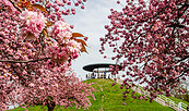 Kirschblüten im Lilienthalpark, Foto: Oliver Pagels, Lizenz: Stadt Teltow