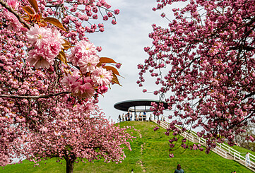 Hanami-Tour: Kirschblüten in voller Schönheit