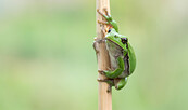 Laubfrosch, Foto: Farina Graßmann, Lizenz: Farina Graßmann
