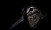 Nacht erwacht! Überleben im Wald, Foto: Ökofilmtour, Lizenz: Ökofilmtour