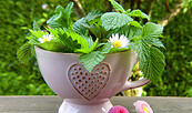 Teekräuter, Foto: Pixabay - kostenlos verfügbares Foto