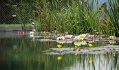 Naturteich, Foto: Pixabay - kostenlos verfügbares Foto