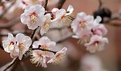 Frühlingsblüten, Foto: Pixabay, Lizenz: Pixabay