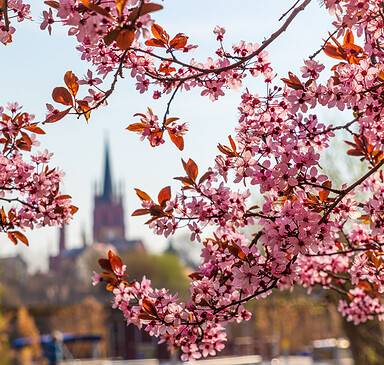 146. Baumblütenfest in Werder (Havel)