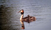 Wasservogel, Foto: Manfred Lütkepohl, Lizenz: Manfred Lütkepohl