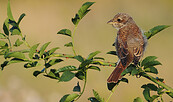 Neuntöter (Jungvogel) , Foto:  Lothar Schneeberger