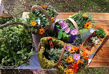 Waldbaden und/oder Kräuterküche für Ihr Zuhause - Methoden der Haltbarmachung
