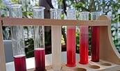 Escapespiel, Foto: Botanischer Garten der Universität Potsdam, Lizenz: Botanischer Garten der Universität Potsdam