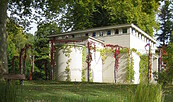 Stibadium , Foto: Botanischer Garten der Universität Potsdam, Lizenz: Botanischer Garten der Universität Potsdam