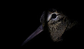Tiere in der Nacht, Foto: Tom Horak, Lizenz: Tom Horak