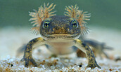 Feuersalamander, Foto:  Jens Hamann; WDR, Lizenz:  Jens Hamann; WDR